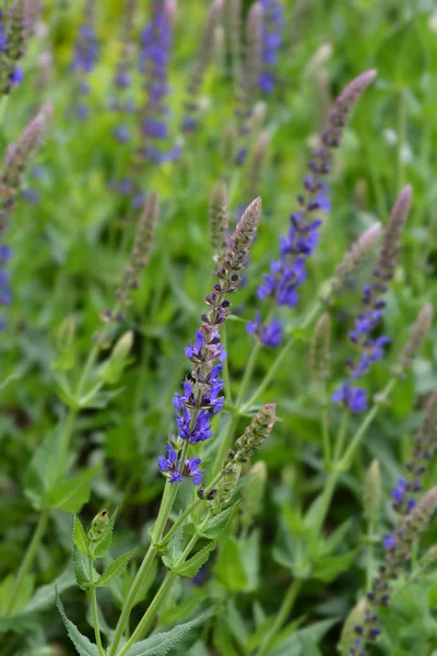 Ängen salvia — Stockfoto