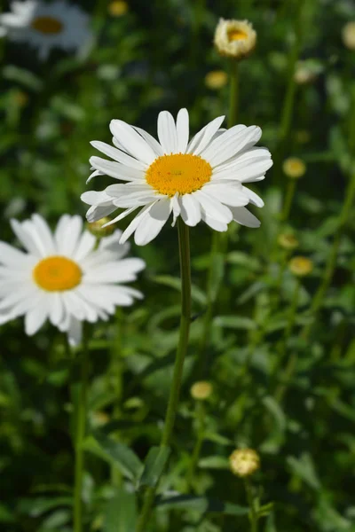 Shasta daisy Gigant — Stock Photo, Image