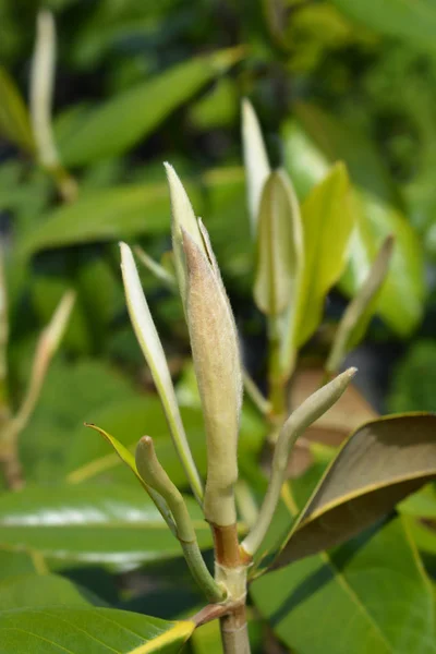 Southern magnolia — Stock Photo, Image