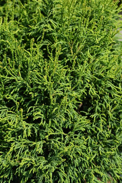 Hinoki cypress Birgit — Stock Photo, Image