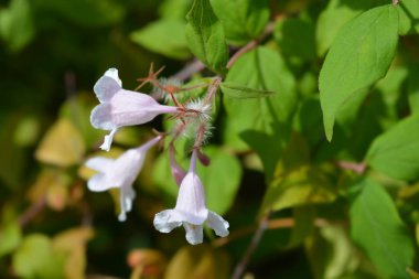 Güzellik çalı Pembe Bulut