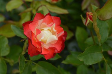 Origami Floribunda gül