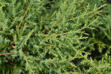 Ardıç Altın Yıldız