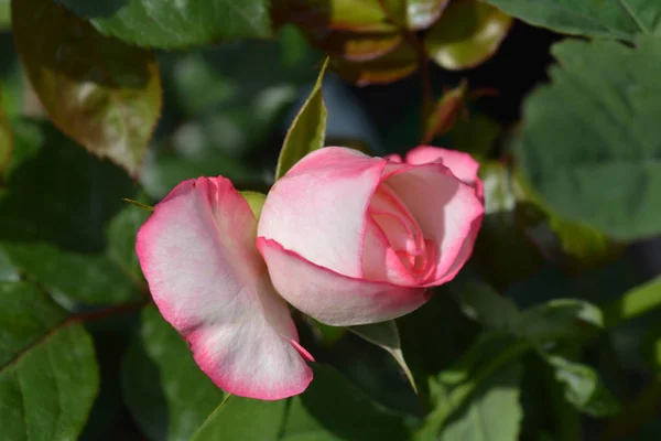 Rosa la minuette — Foto Stock