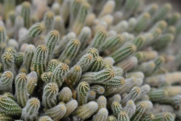 Pinda cactus — Stockfoto