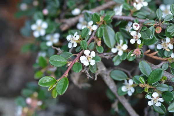 Littleleaf Cotoneaster Cochleatus — Fotografia de Stock