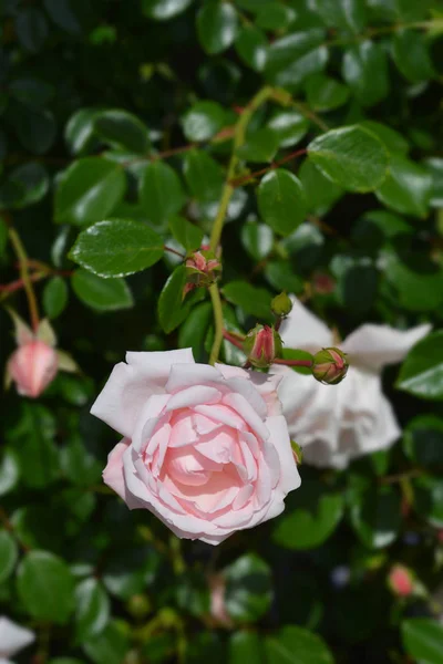 Rosa nuova alba — Foto Stock