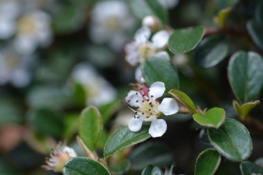 Bearberry cotoneaster Radicans