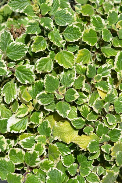Zweedse Ivy marginatus — Stockfoto