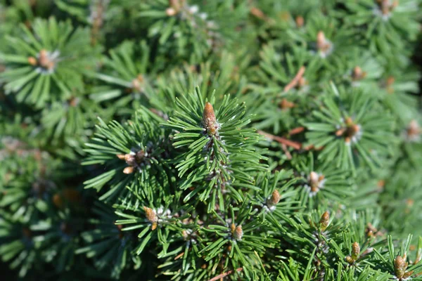 Dwarf mountain pine Humpy — Stock Photo, Image
