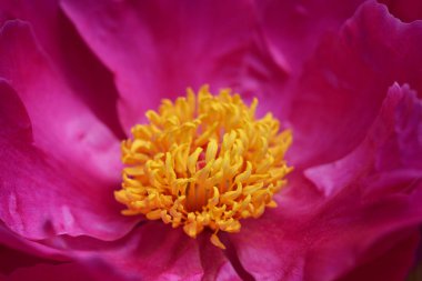 Kokulu şakayık Virgilius