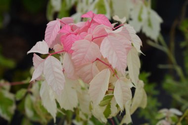 Boxelder akçaağaç Flamingo