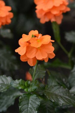 Crossandra Fortuna