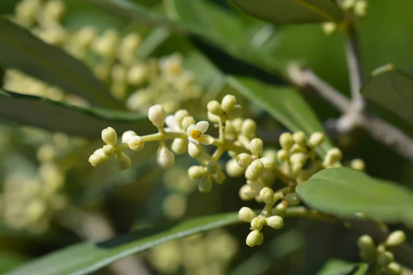 Common olive — Stock Photo, Image