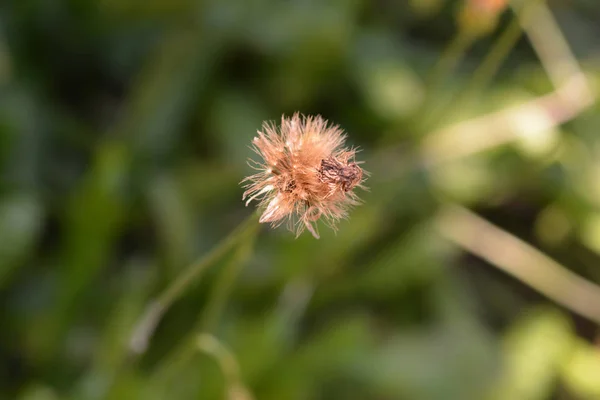 Bulbous dandelion — Stock Photo, Image