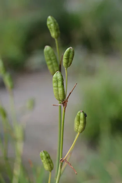 Sibirisk iris — Stockfoto