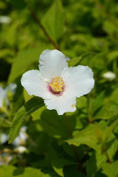 Mock orange Belle Etoile — Stock Photo, Image