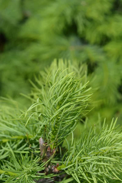 Colorado white fir — Stock Photo, Image