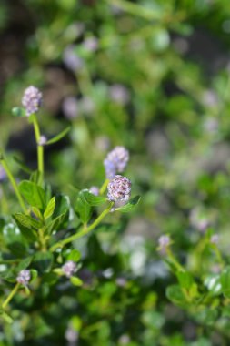 Kaliforniya leylak Victoria