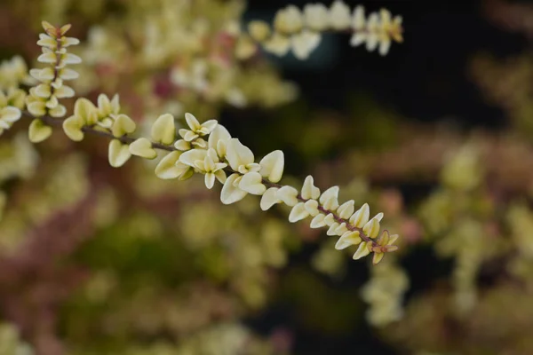 Honeysuckle Baggesens altın — Stok fotoğraf