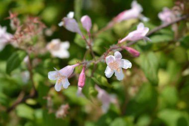 Güzellik çalı Pembe Bulut