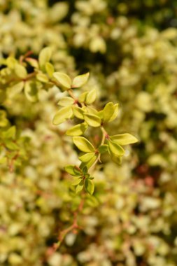 Japon böğürtlen Altın Rüya