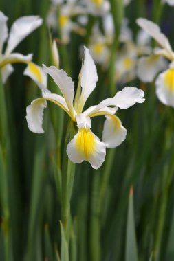 Türk iris
