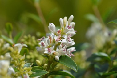 Delavay privet