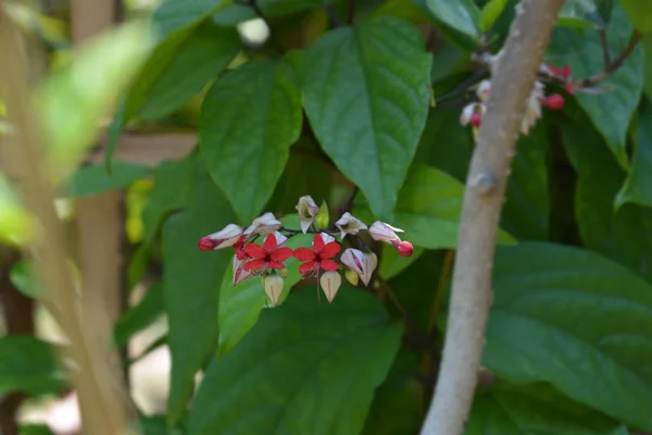 Bleeding glorioso-bower — Foto de Stock