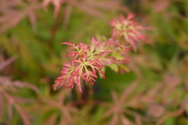 Seiryu Japanese Maple — Stock Photo, Image