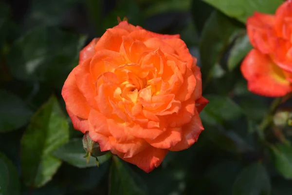 Rose bebé mascarada — Foto de Stock