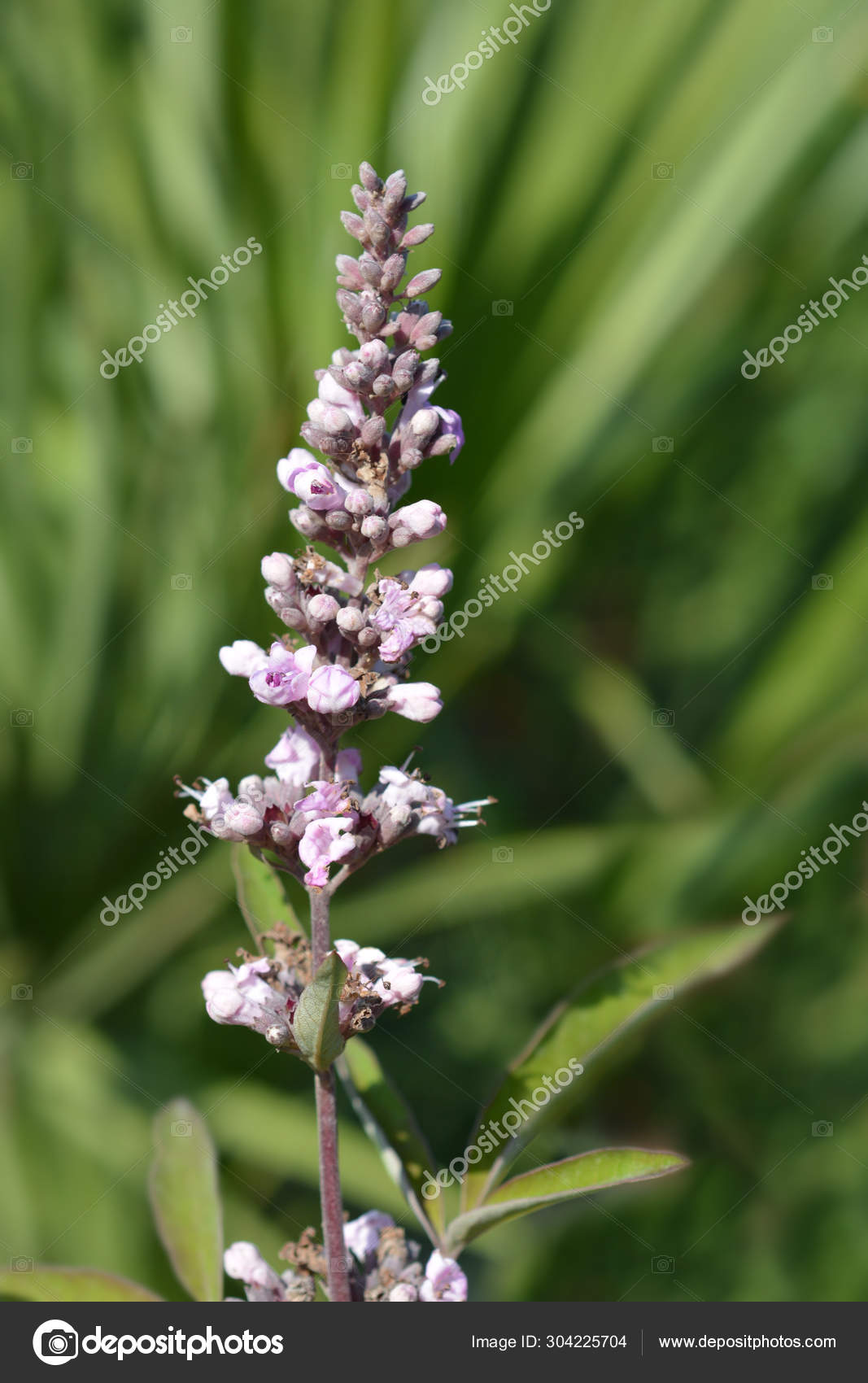 Pink pinnacle Vitex Stock Photo by ©nahhan 304225704
