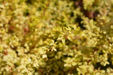 Japon böğürtlen Altın Rüya