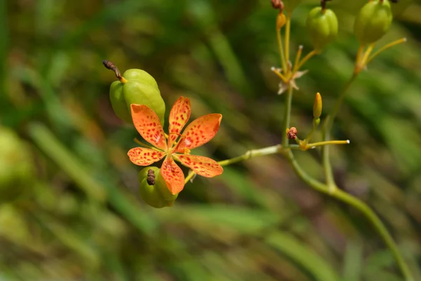 Flor de leopardo —  Fotos de Stock