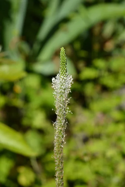 Ribwort Подорожник — стокове фото