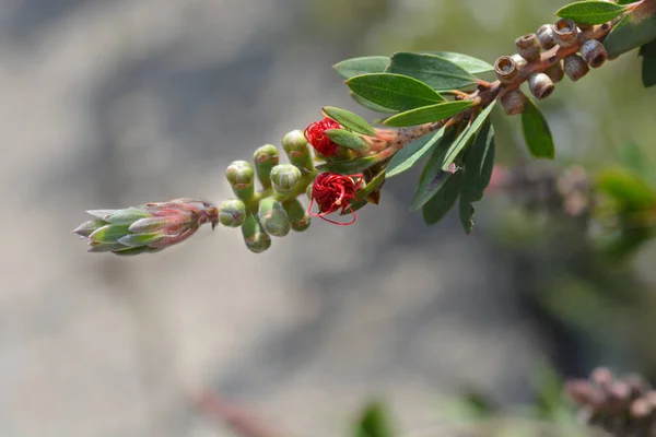 Bottlebrush Red Star