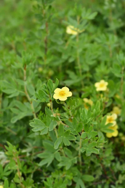 Cinquefoil arbustivo — Fotografia de Stock