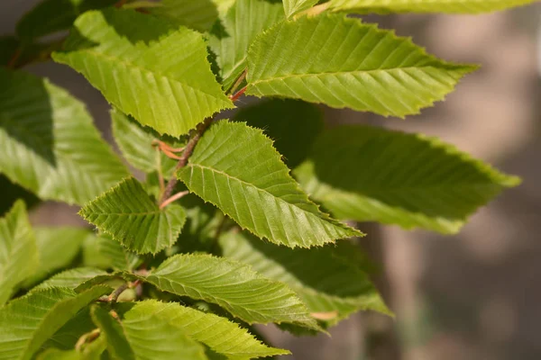 Hornbeam Fastigiata — Stock Photo, Image