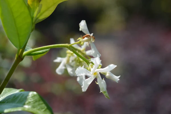 Star jasmine — Stock Photo, Image