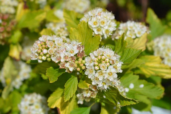 Ninebark Luteus — Stok fotoğraf