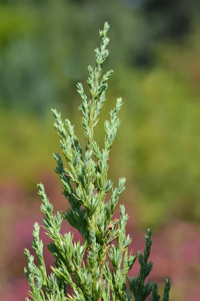 Juniper Stricta — Stock Photo, Image