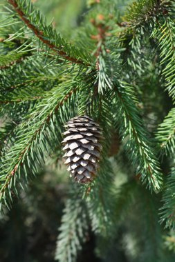 Acrorona Norveç ladin