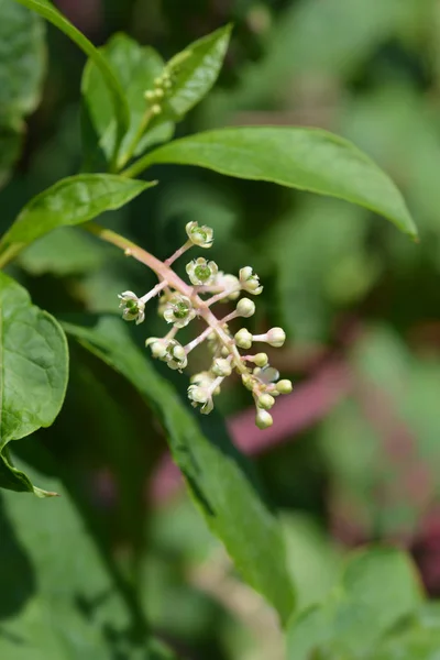 Amerikan pokeweed — Stok fotoğraf