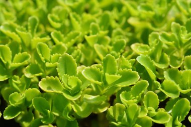 Aizoon taş kırış