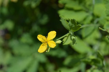 daha büyük celandine