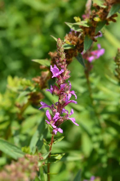 Loosestrife roxo — Fotografia de Stock