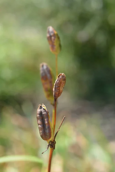 Sibirische Schwertlilie — Stockfoto