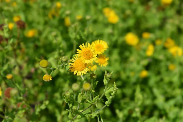 Kleine vlooien kruid — Stockfoto