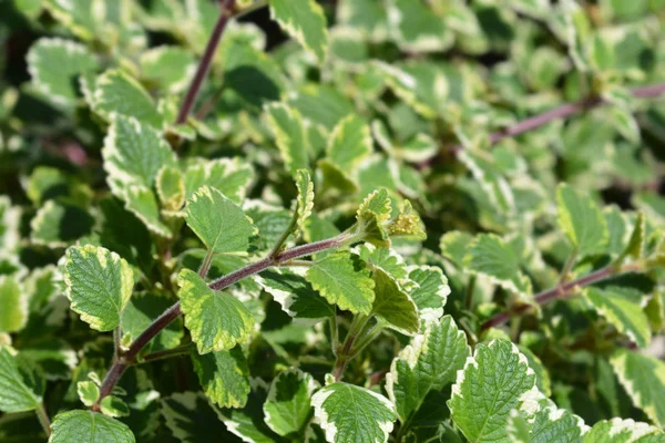 Ivy marginatus sueca — Fotografia de Stock