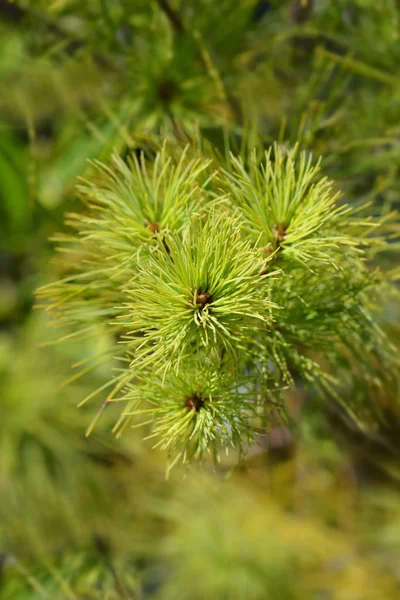 Веймутова pine — стокове фото